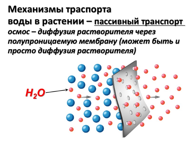 Механизмы траспорта  воды в растении – пассивный транспорт  осмос – диффузия растворителя